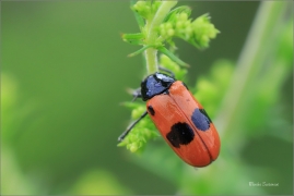 <p>VRBAŘ UHLAZENÝ (Clytra laeviuscula) jižní Morava ---- /Ant bag beetle/</p>